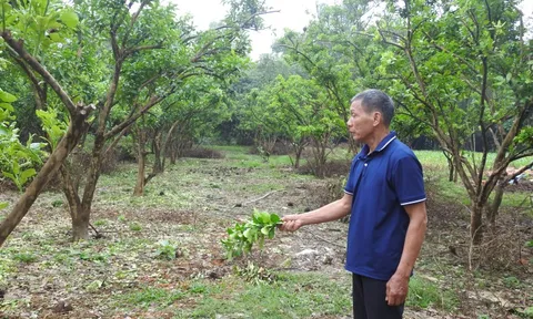 Đặc sản nổi tiếng đất Tổ hồi sinh sau bão số 3