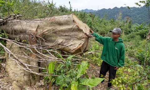 Hiện trường rừng tự nhiên hàng trăm cây to 2 - 3 người ôm bị chặt phá không thương tiếc