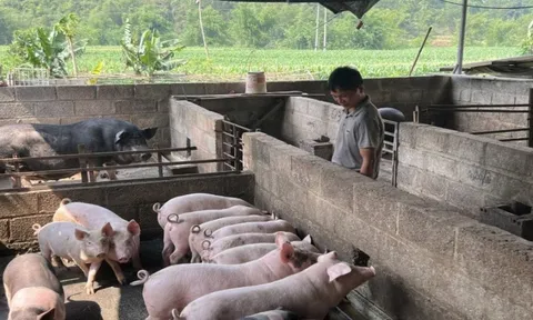Thành phố Cao Bằng tiêu hủy gần 3 tấn lợn mắc dịch tả lợn châu Phi