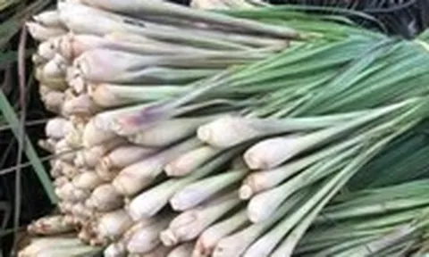 Cây sả thơm và có nhiều lợi ích, nhưng ai không nên dùng?