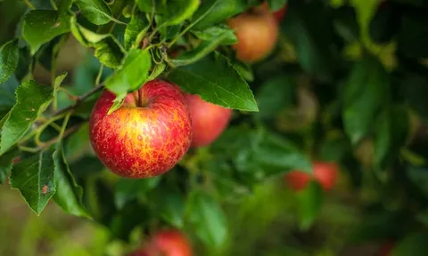 Bác sĩ nha khoa khuyên cách ăn trái cây đúng để ngừa sâu răng