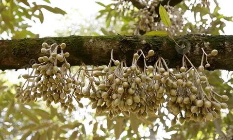 Ngành kinh tế tỷ đô của Việt Nam thiết lập một kỷ lục mới