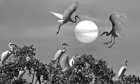 Ảnh trắng đen của Bùi Minh Sơn sau nửa thế kỷ cầm máy, có gì đặc biệt?