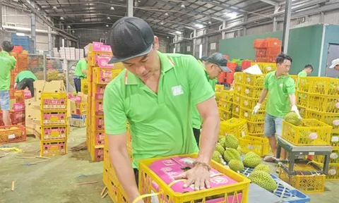 Việt Nam sắp dẫn đầu về xuất khẩu sầu riêng