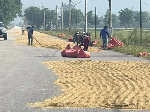 Bất chấp nguy hiểm, ngang nhiên biến quốc lộ thành sân phơi lúa