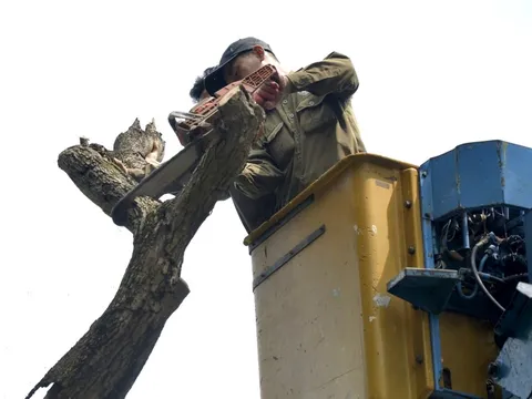 Tiếp tục chặt hạ hai cây sưa đỏ chết còn lại ven hồ Gươm