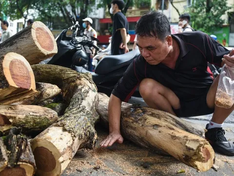 Người dân gom mùn cưa sau khi cây sưa đỏ bên hồ Gươm bị chặt hạ