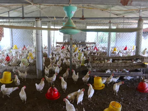 Lắp quạt trần, máy phun sương giảm nhiệt cho gà ngày nắng nóng