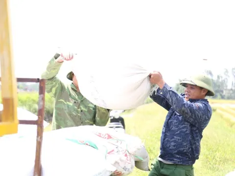 Kiếm tiền triệu mỗi ngày nhờ công việc ‘ăn theo’ mùa gặt