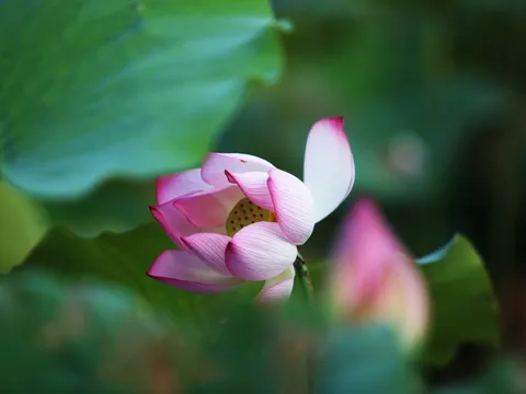 Chiêm ngưỡng những đầm sen nở rộ, tỏa hương ngào ngạt ở Hà Tĩnh