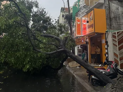 Mưa lớn kéo dài, nhiều tuyến đường TPHCM ngập, cây xanh ngã đổ