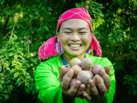 Mường Khương vào vụ mận tam hoa: Trái ngọt hái liền tay chuyển ngay xuống phố