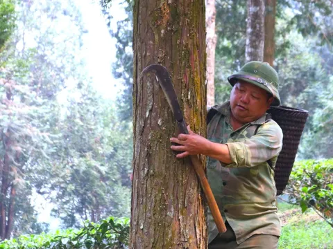 Người cựu binh hồi sinh cánh rừng pơ mu quý