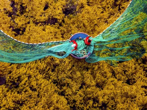 Ngắm 'cánh đồng chín vàng' tuyệt đẹp ở biển Quy Nhơn