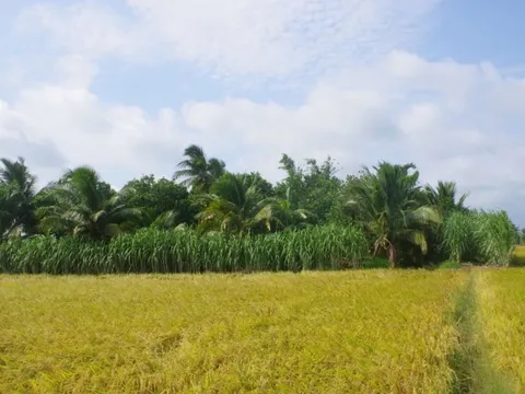 Người đàn ông tử vong trong vườn với vết thương trên trán