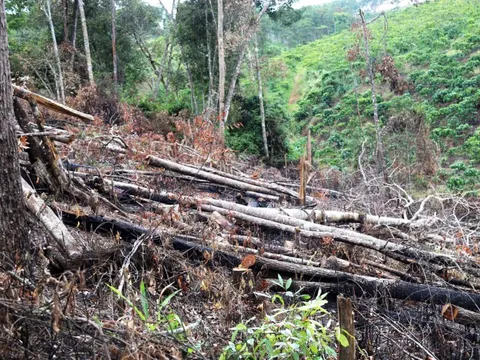 Các doanh nghiệp ở Lâm Đồng nợ 257 tỉ đồng tiền bồi thường thiệt hại