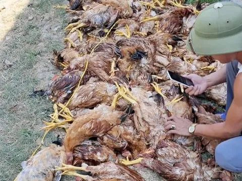 Mất điện đột ngột, gần 1.000 con gà lăn ra chết