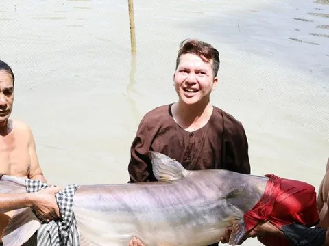 Đàn 'thủy quái' báu vật, mỗi con nặng hơn 100kg chưa từng thấy ở Việt Nam