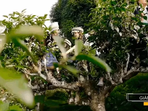 Yên Bái nơi hội tụ sắc màu Tây Bắc: Báu vật miền sơn cước