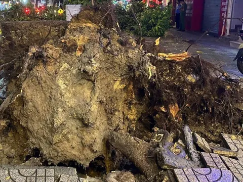 TP.HCM: Mưa to, cây xanh bật gốc đổ xuống đường