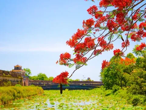 Rực rỡ sắc đỏ hoa phượng xứ Huế