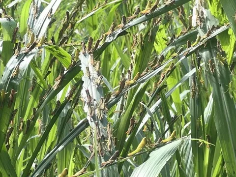 Nghệ An: Nạn châu chấu bùng phát, người dân bắt làm thức ăn cho gia cầm