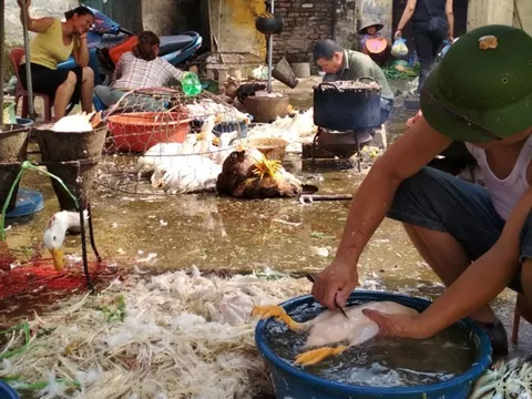 Hơn 70% cơ sở giết mổ không đủ điều kiện hoạt động