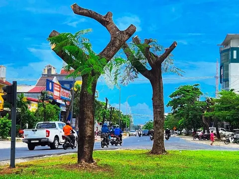 Vì sao loạt cây xanh tuyến phố lớn tại Huế bị ‘trảm’ trụi thân cành, tán lá giữa nắng nóng gay gắt?