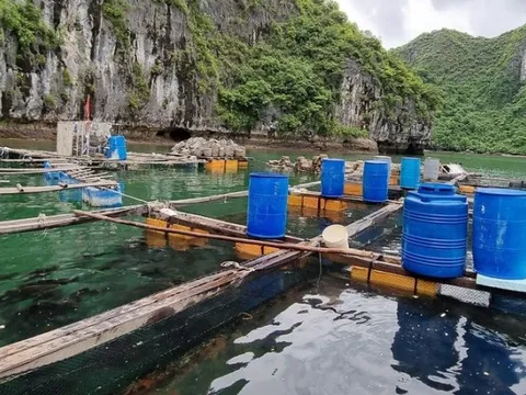 Hải Phòng gia hạn chót tháo dỡ cơ sở nuôi trồng thủy sản ở Cát Bà