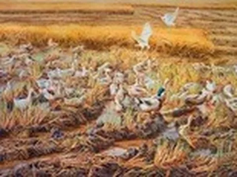 Miền Tây đẹp nao lòng dù 'Ủa vịt có gì đẹp đâu? Sao lại vẽ vịt chạy đồng?'