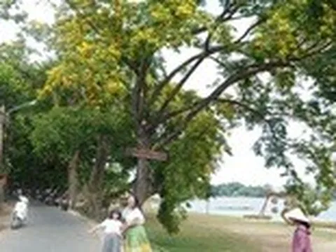 9 cây giáng hương ở làng Hương Trà được công nhận cây di sản