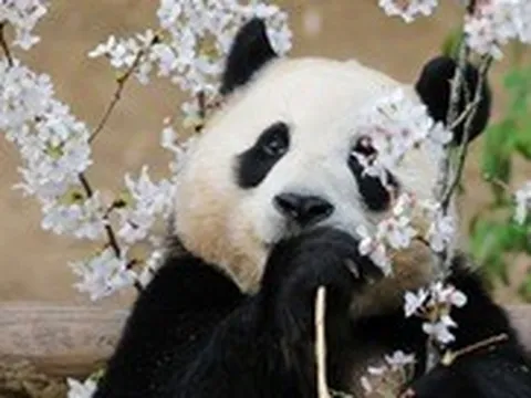 Ngàn người hâm mộ Hàn Quốc đội mưa tiễn gấu trúc Fu Bao về nước