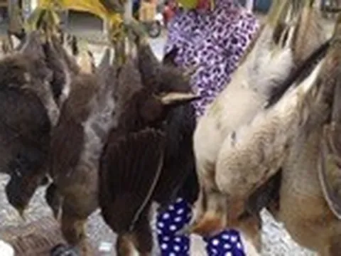 Chim hoang dã bị cột chân, treo ngược cả bầy, rất thương