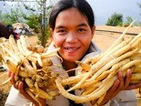 Đẳng sâm núi Ngọc Linh vào trăm món ngon đẳng cấp thế giới