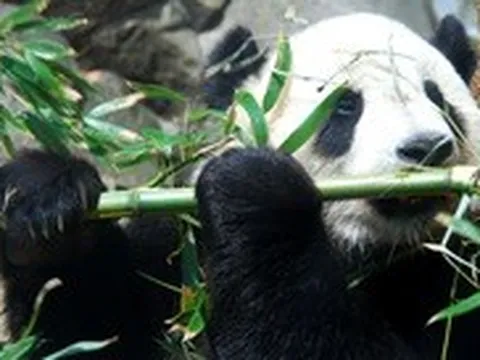 Trung Quốc gửi cặp gấu trúc khổng lồ Vân Xuyên và Hâm Bảo đến vườn thú San Diego