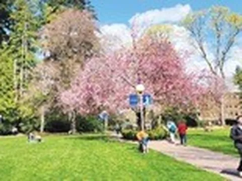 Anh đào và thời hậu chiến win-win