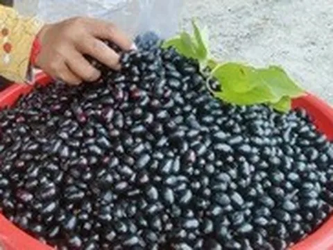 Mỗi năm có một mùa trâm chín ở vùng Bảy Núi, An Giang