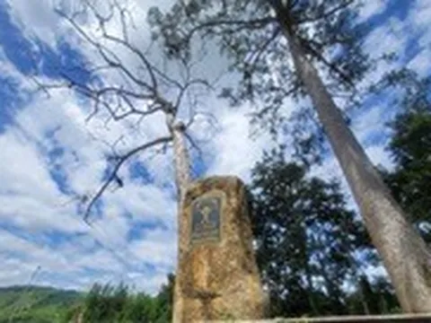 Cần 400 triệu để xử lý cây di sản đã chết: Huyện nói đơn vị tham mưu văn bản chưa chính xác