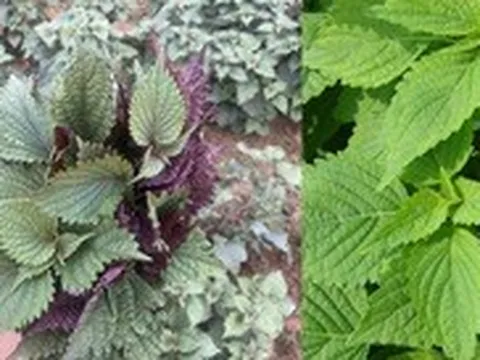 Khách mắng quán cho lá tía tô ăn kèm bún đậu, quán đay đả có biết kinh giới không?