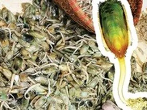 Giá bể, giẻ áo, cà xỉu và 500 triệu năm trên đĩa ăn