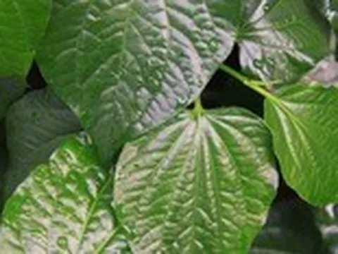 Nhức cái đầu vì nhầm trầu không với lá lốt, rau mùi với thì là khác nhau không?