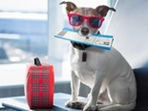 Chó trị liệu giúp khách đỡ căng thẳng khi chờ ở sân bay