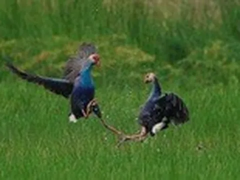 Thi chụp ảnh chim quốc tế đầu tiên tại Việt Nam: Muộn còn hơn không