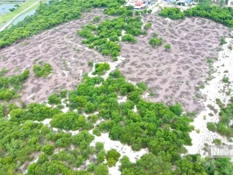 Vụ hơn 2,5ha rừng phòng hộ bị cưa hạ: Người mua chuyển tiền vào tài khoản lãnh đạo xã