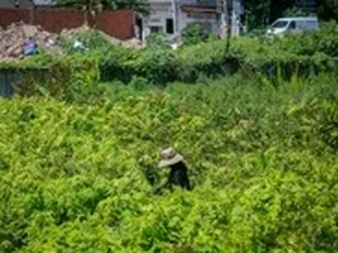 Dự án cải tạo kênh Tham Lương - Bến Cát - rạch Nước Lên chậm: Nơi thảm nhựa, nơi cây cỏ quá đầu