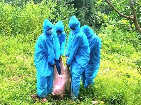 Dịch tả lợn châu Phi bùng phát, Quảng Trị thiếu lực lượng thú y phòng chống dịch