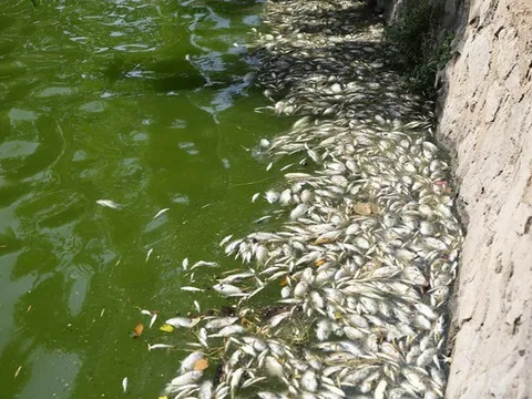 Cá chết bất thường nổi trắng hồ, công nhân môi trường vớt liên tục không hết