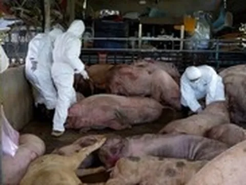 Dịch tả heo châu Phi có ở 20/34 tỉnh, thành, Thủ tướng ký công lệnh