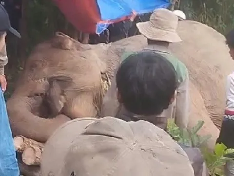 Voi cái chết trong rừng, nghi bị voi đực húc