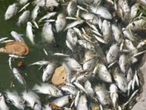 Nắng nóng quá mức cá chết trắng mặt hồ Nam Lý?